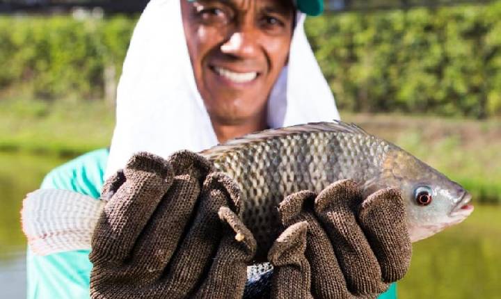 Mesmo com alta produção, Minas Gerais passa a importar tilápia pela primeira vez em quase 30 anos