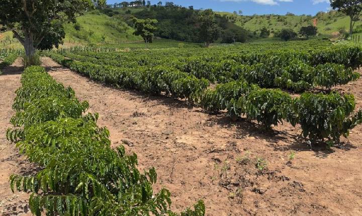Minas Gerais amplia produção de café conilon e fortalece diversificação no campo
