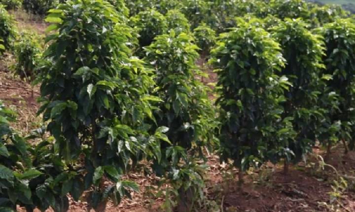 Saca de café mineiro alcança R$ 90 mil