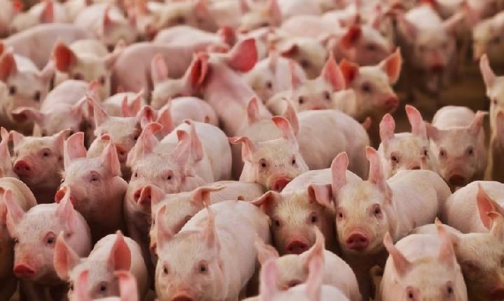 Suinocultura mineira enfrenta prejuízos