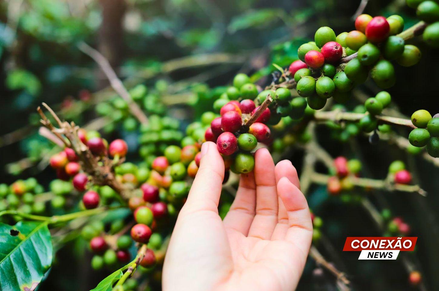 Ladrões roubam café até no pé  devido ao preço em alta.