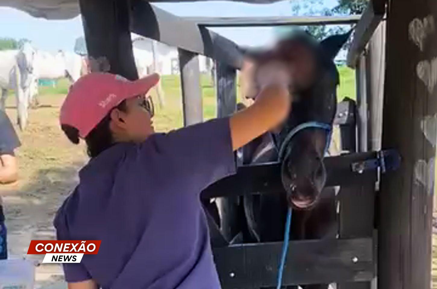Égua resgatada com ferimento grave no bairro São João é levada para santuário em SP para tratamento.