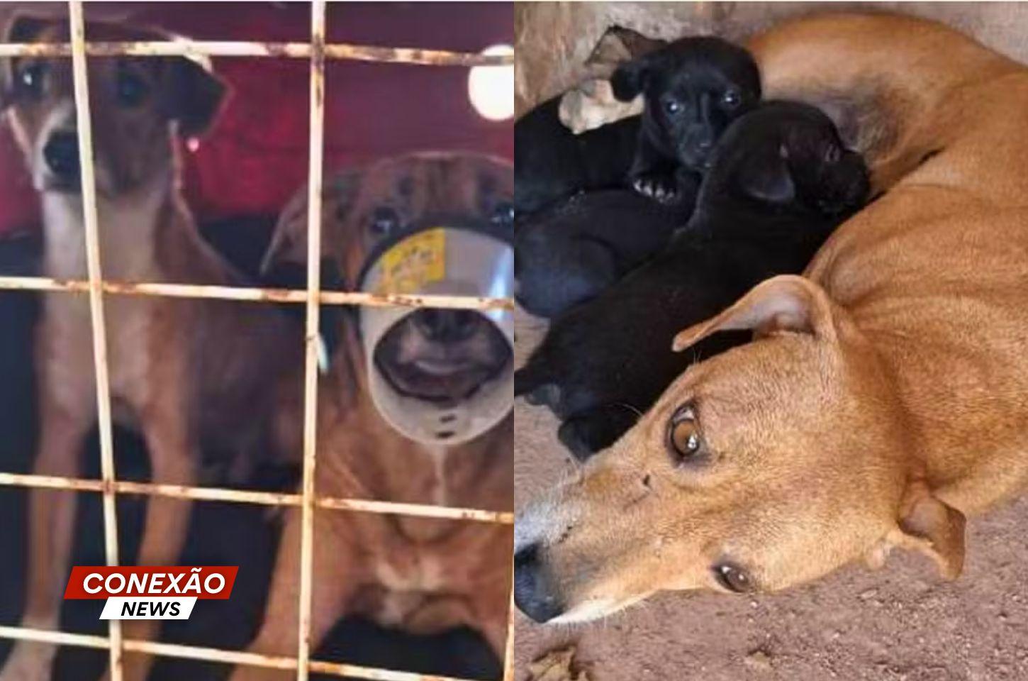 Polícia Civil resgata sete cães em situação de maus-tratos e abandono em Três Corações.