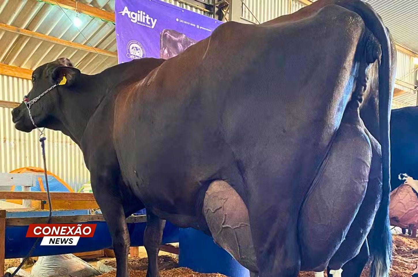 Vaca produz mais de 120 kg de leite em um dia e bate recorde nacional, em Delfim Moreira (MG).