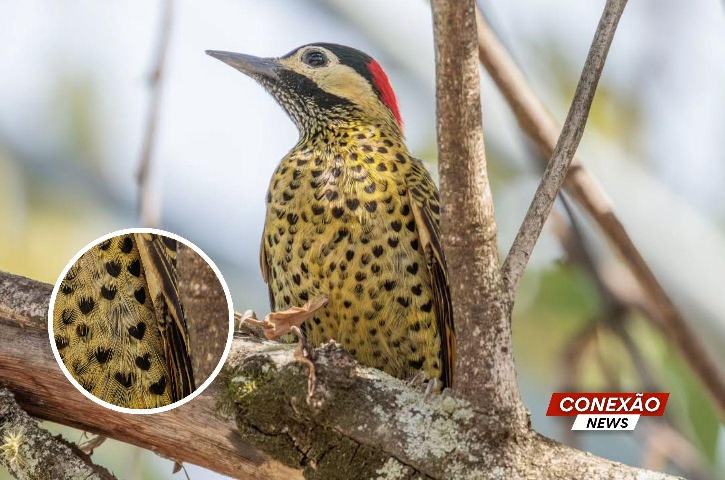 Fotógrafo flagra pica-pau com desenhos de coração.