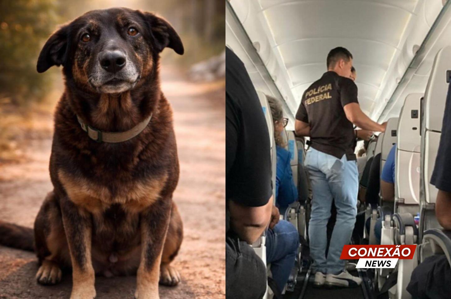 Adolescentes acusados de matar Orelha retornam ao Brasil após estarem nos Estados Unidos.