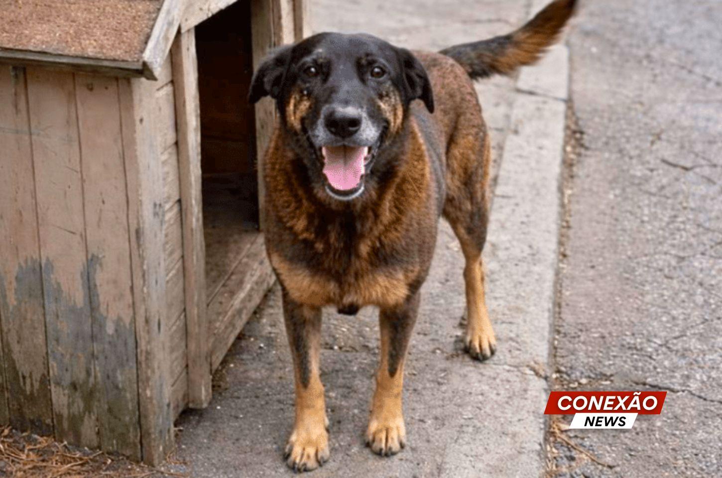Dois adolescentes suspeitos de matar cão Orelha estão nos EUA, diz polícia.