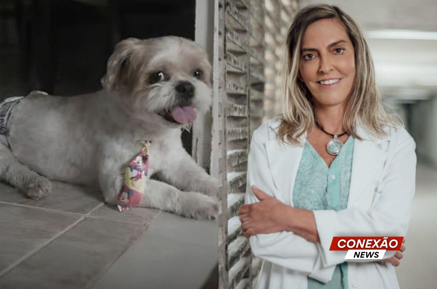 Cão com paralisia volta a se movimentar após tratamento com polilaminina, proteína criada por pesquisadores da UFRJ.
