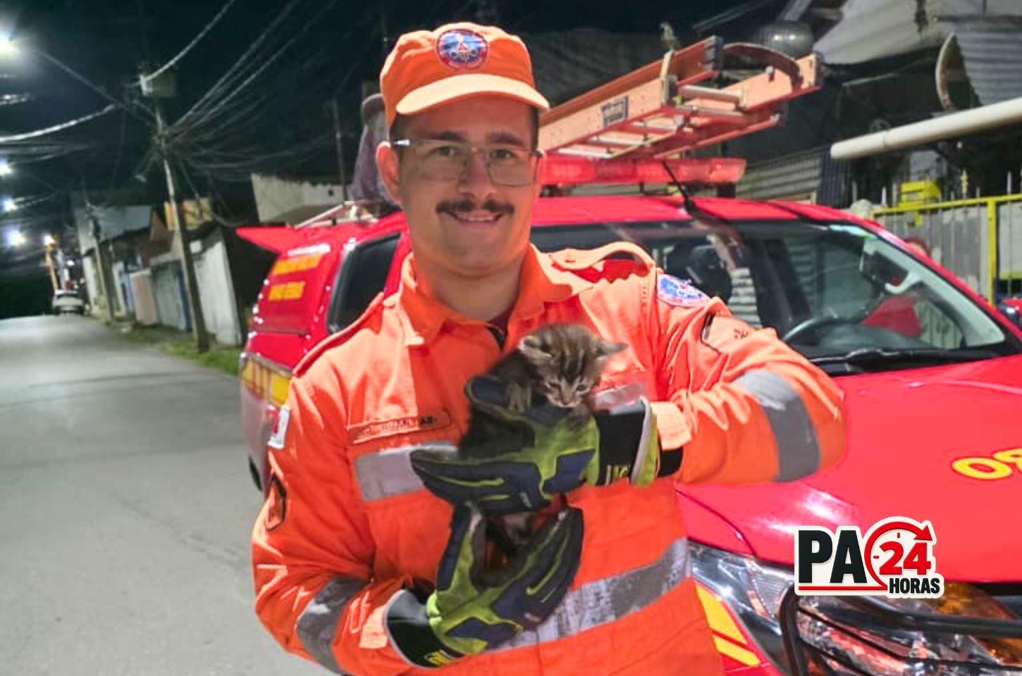 Bombeiros resgatam filhote de gato preso em bueiro em Pouso Alegre.